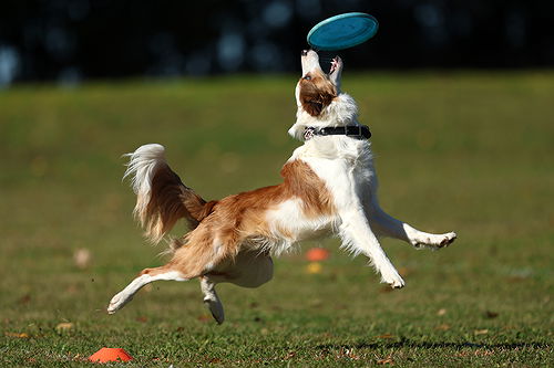 Edmonton Disc Dog Club